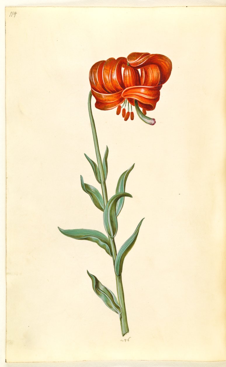 kalcedon liliom (rød turbanlilje) alkotó: Hans Simon Holtzbecker