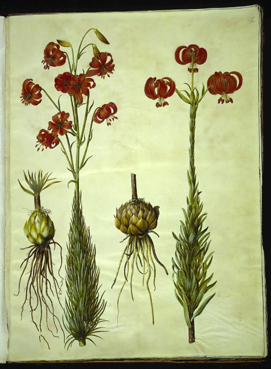 kalcedon liliom (rød turbanlilje) alkotó: Hans Simon Holtzbecker