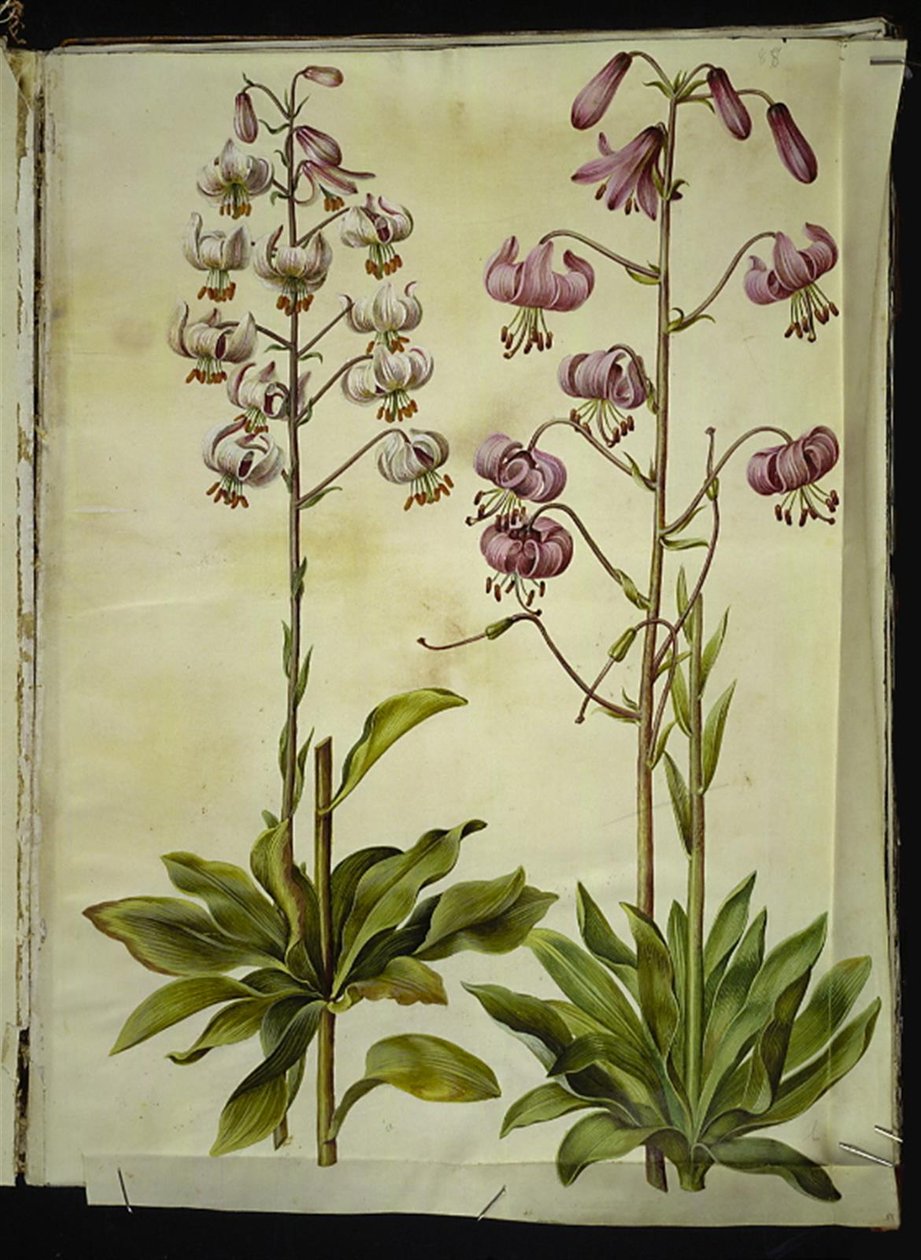 Liliom martagon (liliom koszorú) alkotó: Hans Simon Holtzbecker
