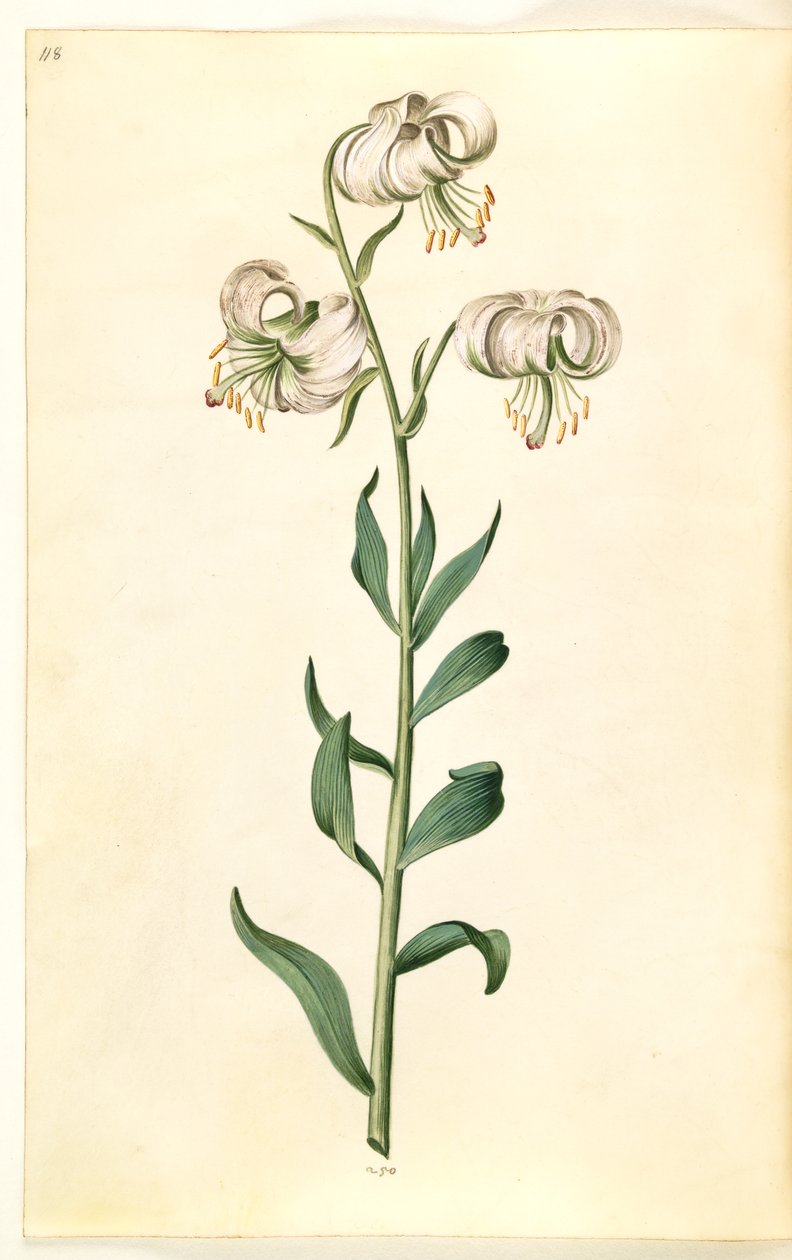 Liliom martagon (liliom koszorú) alkotó: Hans Simon Holtzbecker