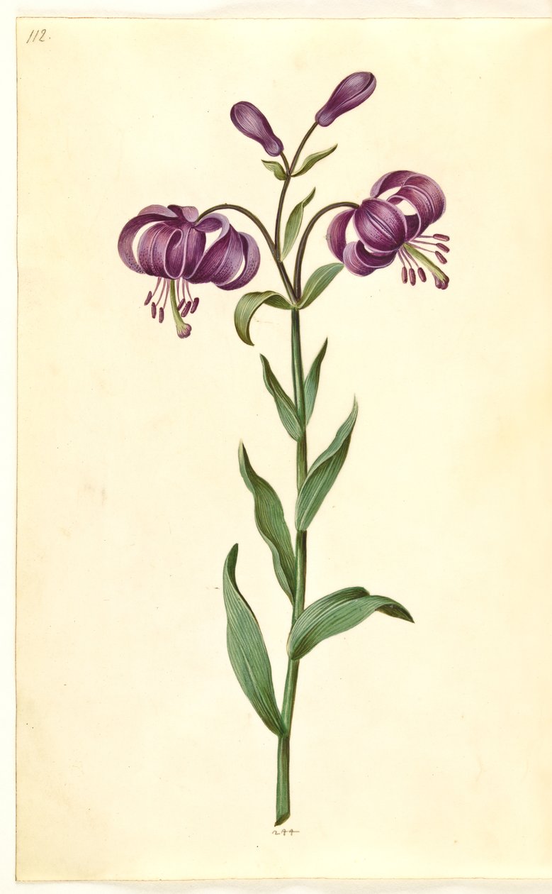 Liliom martagon (liliom koszorú) alkotó: Hans Simon Holtzbecker