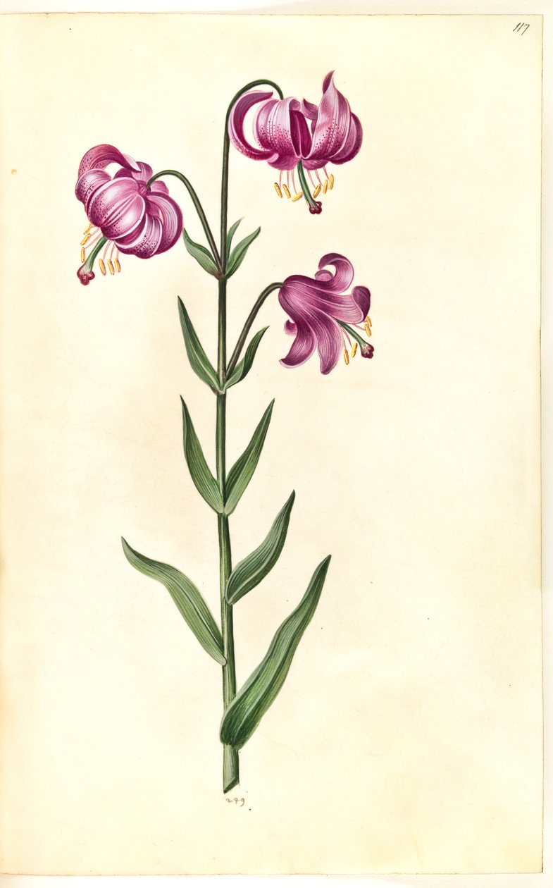Liliom martagon (liliom koszorú) alkotó: Hans Simon Holtzbecker