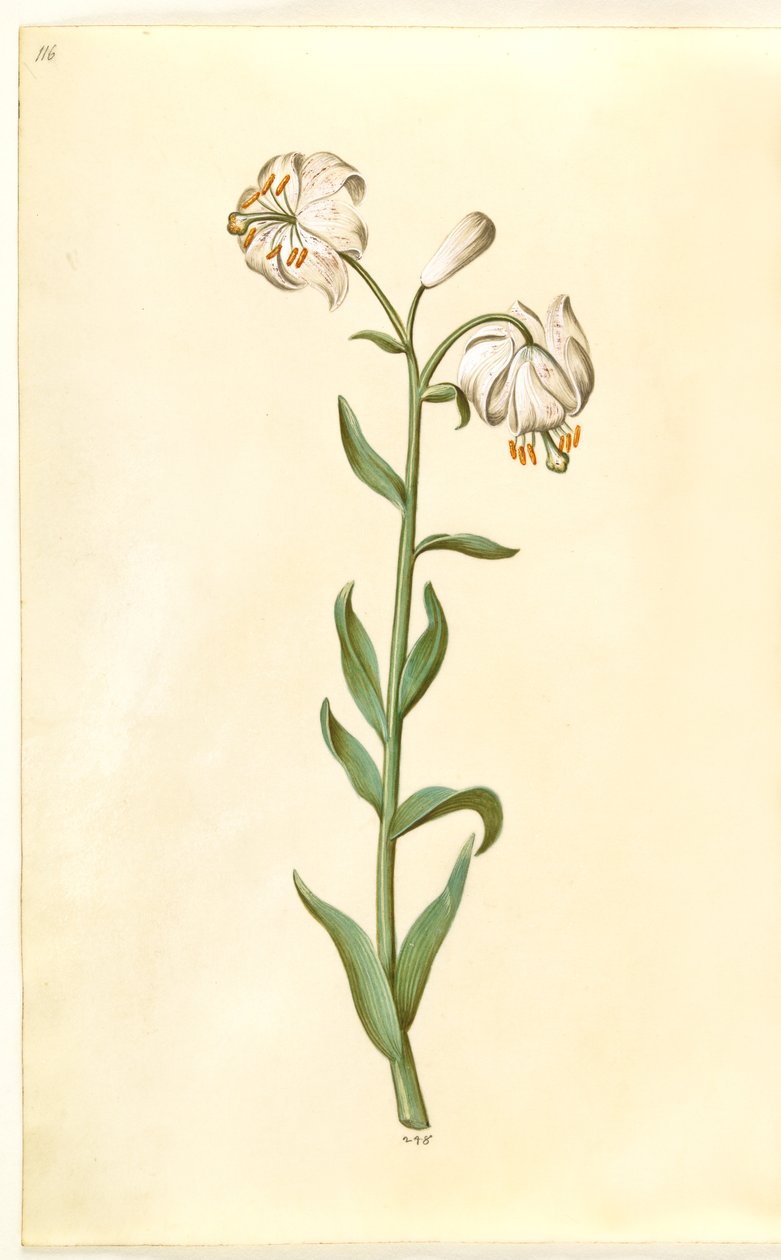 Liliom martagon (liliom koszorú) alkotó: Hans Simon Holtzbecker