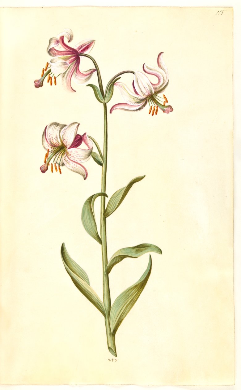 Liliom martagon (liliom koszorú) alkotó: Hans Simon Holtzbecker