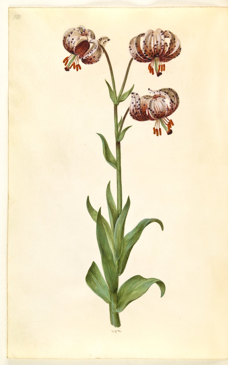 Liliom martagon (liliom koszorú) alkotó: Hans Simon Holtzbecker