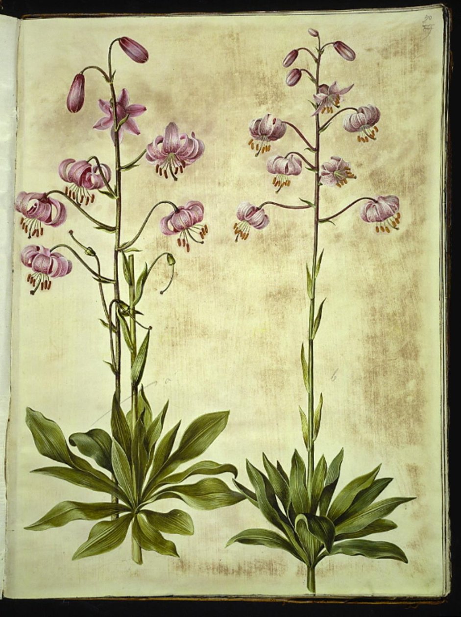 Liliom martagon (liliom koszorú) alkotó: Hans Simon Holtzbecker