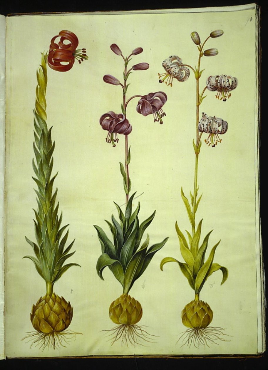 Liliom pomponium (pompon-lilje); Martagon liliom (krans-lilje) alkotó: Hans Simon Holtzbecker