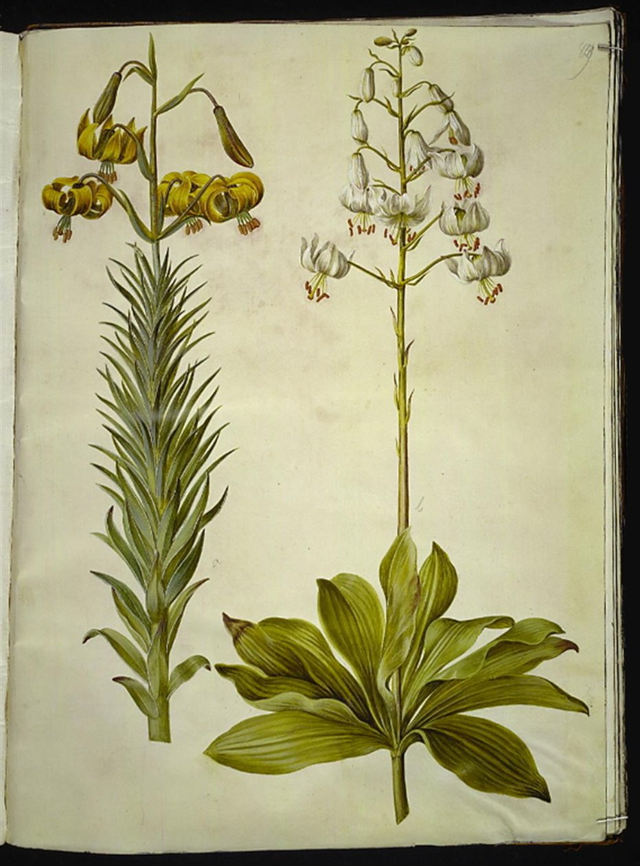 Lilium pyrenaicum (pireneusi liliom); Liliom martagon (liliom koszorú) alkotó: Hans Simon Holtzbecker