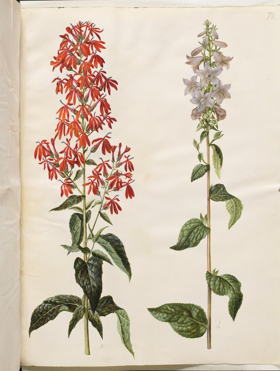 Lobelia cardinalis (bíboros lobelia); Campanula latifolia (széles levelű harang) alkotó: Hans Simon Holtzbecker