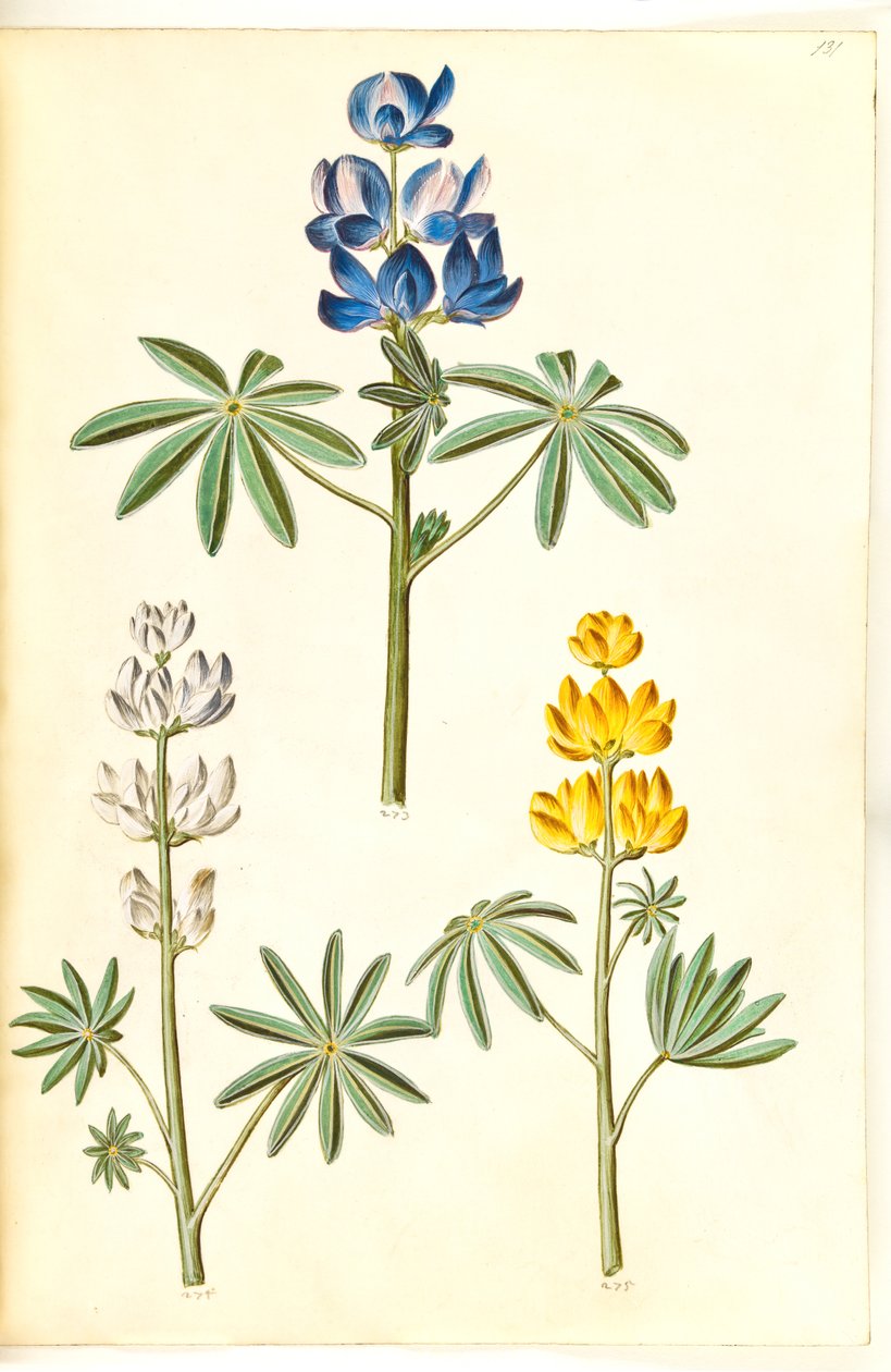Szőrös farkas (blå lupin); fehér csillagfürt (hvid csillagfürt); Sárga csillagfürt (gul csillagfürt) alkotó: Hans Simon Holtzbecker