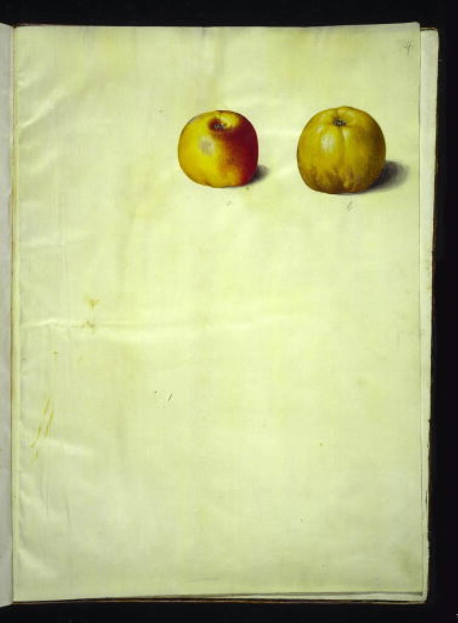 Malus domestica (közönséges alma) alkotó: Hans Simon Holtzbecker
