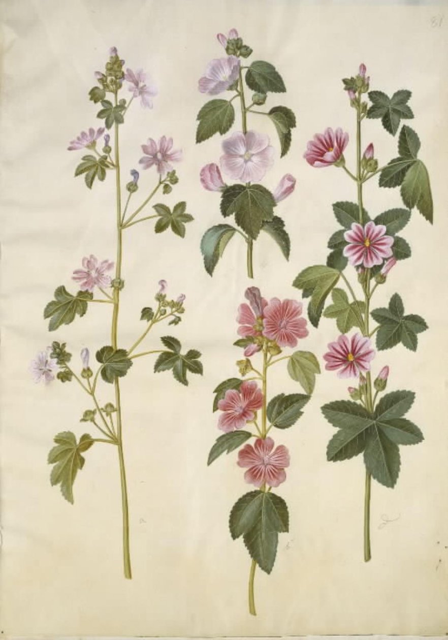 Malva sylvestris (közönséges macskasajt); Lavatera thuringiaca (német nyár rózsa) alkotó: Hans Simon Holtzbecker