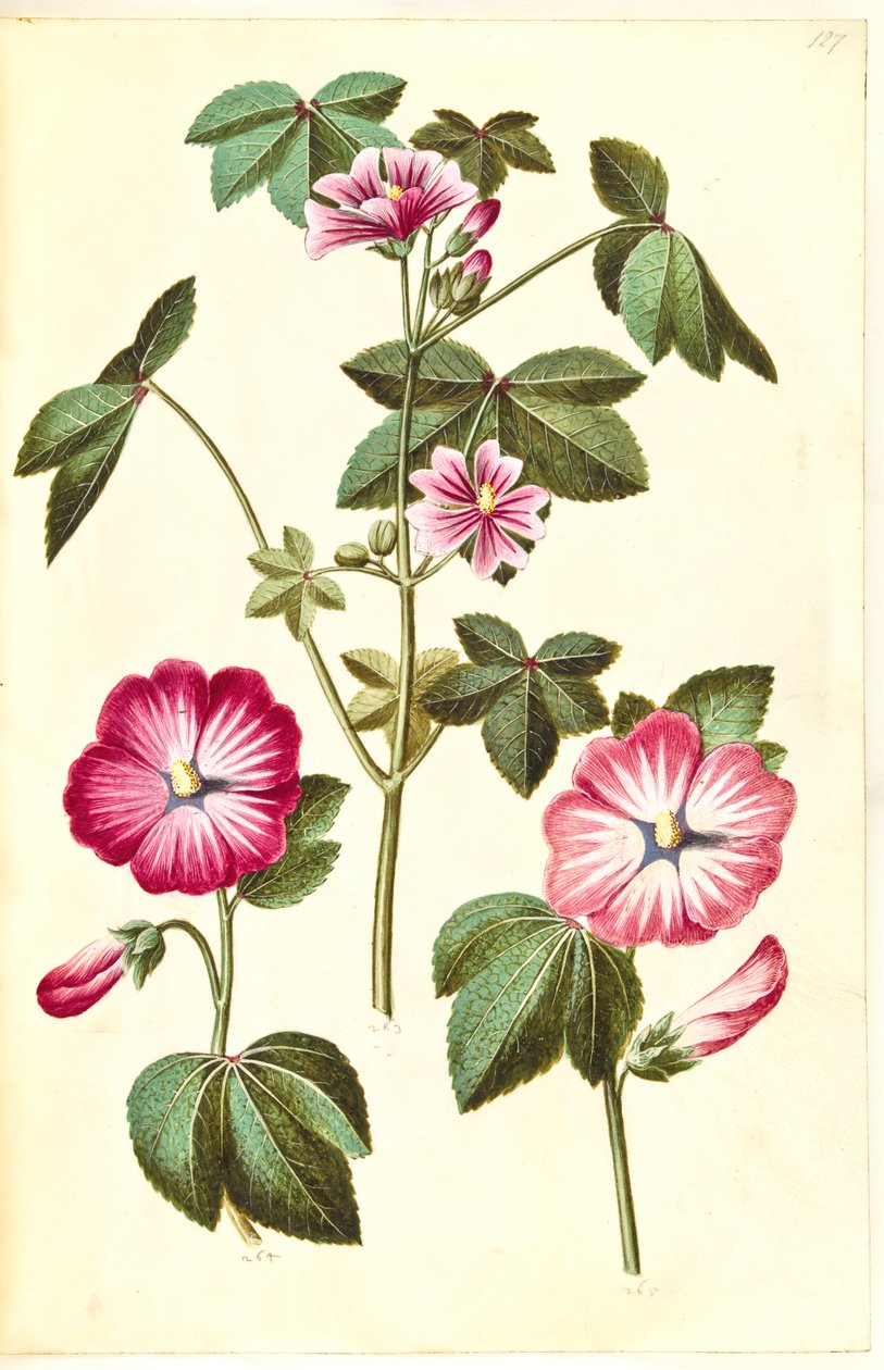 Malva sylvestris (közönséges macskasajt); Lavatera trimestris (mamelukféreg) alkotó: Hans Simon Holtzbecker