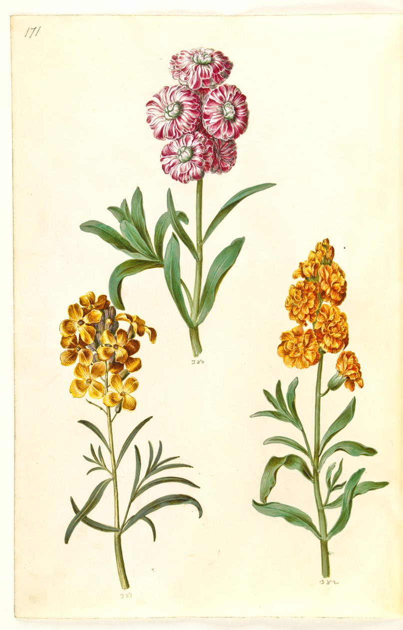 Matthiola incana (téli tehénmadár); Erysimum cheiri (aranyozás) alkotó: Hans Simon Holtzbecker