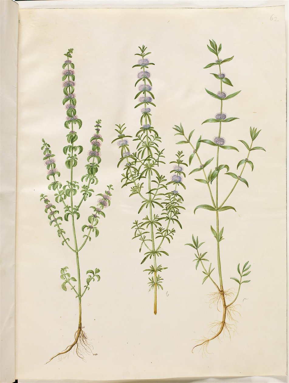 Mentha pulegium (polej menta); Mentha cervina (szarvas menta); Mentha (mentafaj) alkotó: Hans Simon Holtzbecker