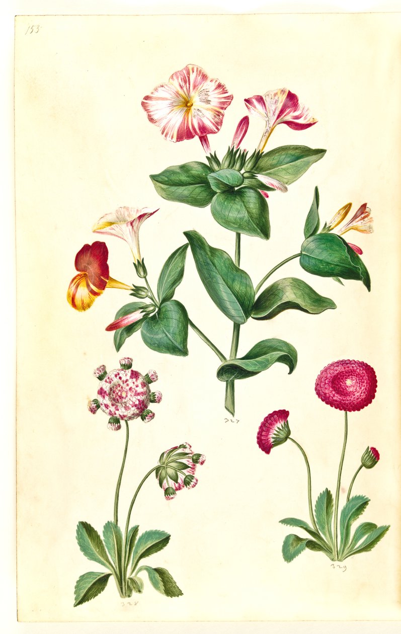 Mirabilis jalapa (csodavirág); Bellis perennis (közönséges százszorszép) alkotó: Hans Simon Holtzbecker