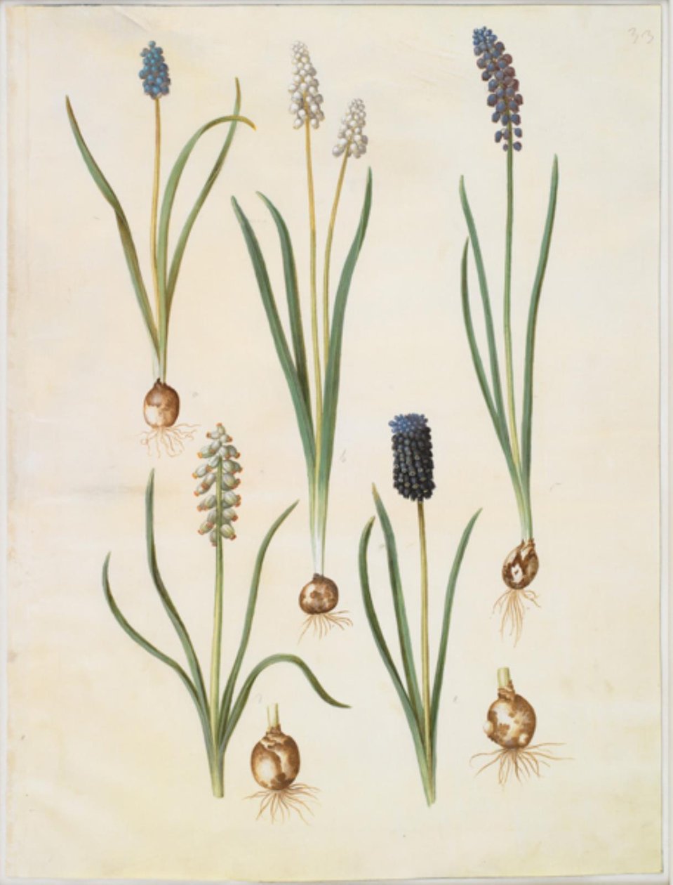 Muscari botryoides (almindelig perlehyacint); Muscari racemosum (muskat-perlehyacint); Muscari elhanyagolt alkotó: Hans Simon Holtzbecker
