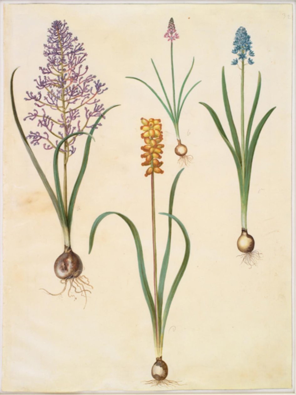 Muscari comosum (virágos jácint); Scilla autumnalis (høst-skilla); Hyacinthoides italica (italiensk klokskilla); Muscari macrocarpum (sárga gyöngy jácint) alkotó: Hans Simon Holtzbecker