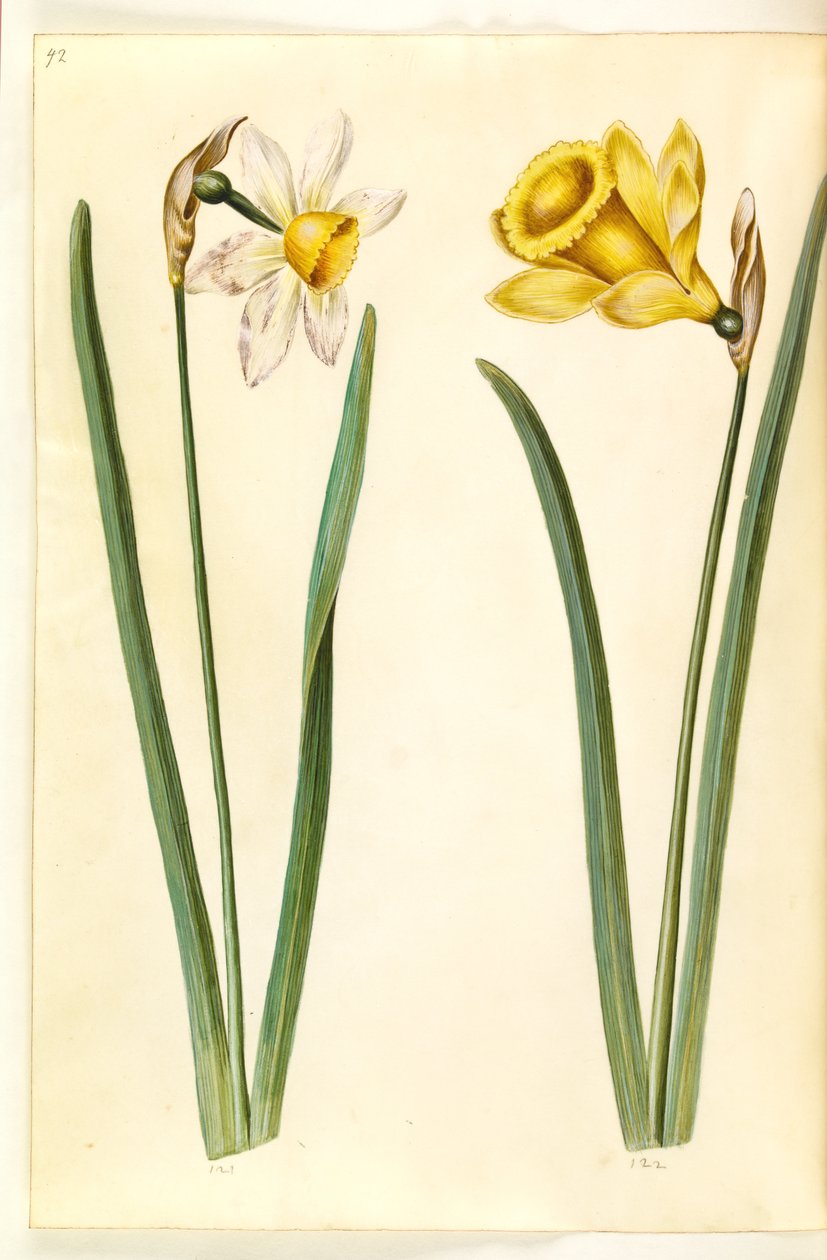 Narcissus ×incomparabilis (kerti nárcisz); Narcissus pseudonarcissus (nárcisz) alkotó: Hans Simon Holtzbecker