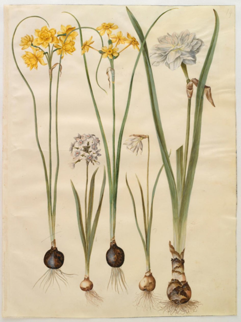Narcissus jonquilla (siv-narcis); Narcissus tazetta (tazet); Narcissus pseudonarcissus moschatus (pézsma-nárcisz); költői nárcisz (pinselilje) alkotó: Hans Simon Holtzbecker