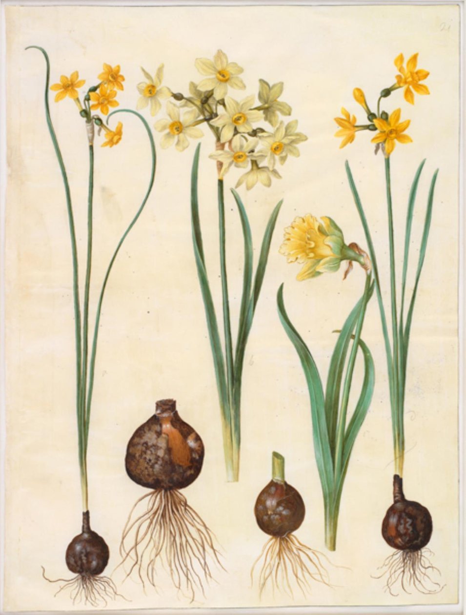 Narcissus jonquilla (rush-narcissus); Narcissus tazetta aureus (arany-tazet); Narcissus pseudonarcissus bicolor (kétszínű nárcisz) alkotó: Hans Simon Holtzbecker