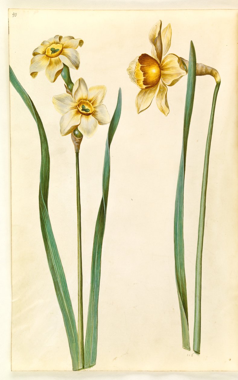 Narcissus ×mediluteus (toblomstret narcissus); Nárcisz × összehasonlíthatatlan (van-nárcisz) alkotó: Hans Simon Holtzbecker