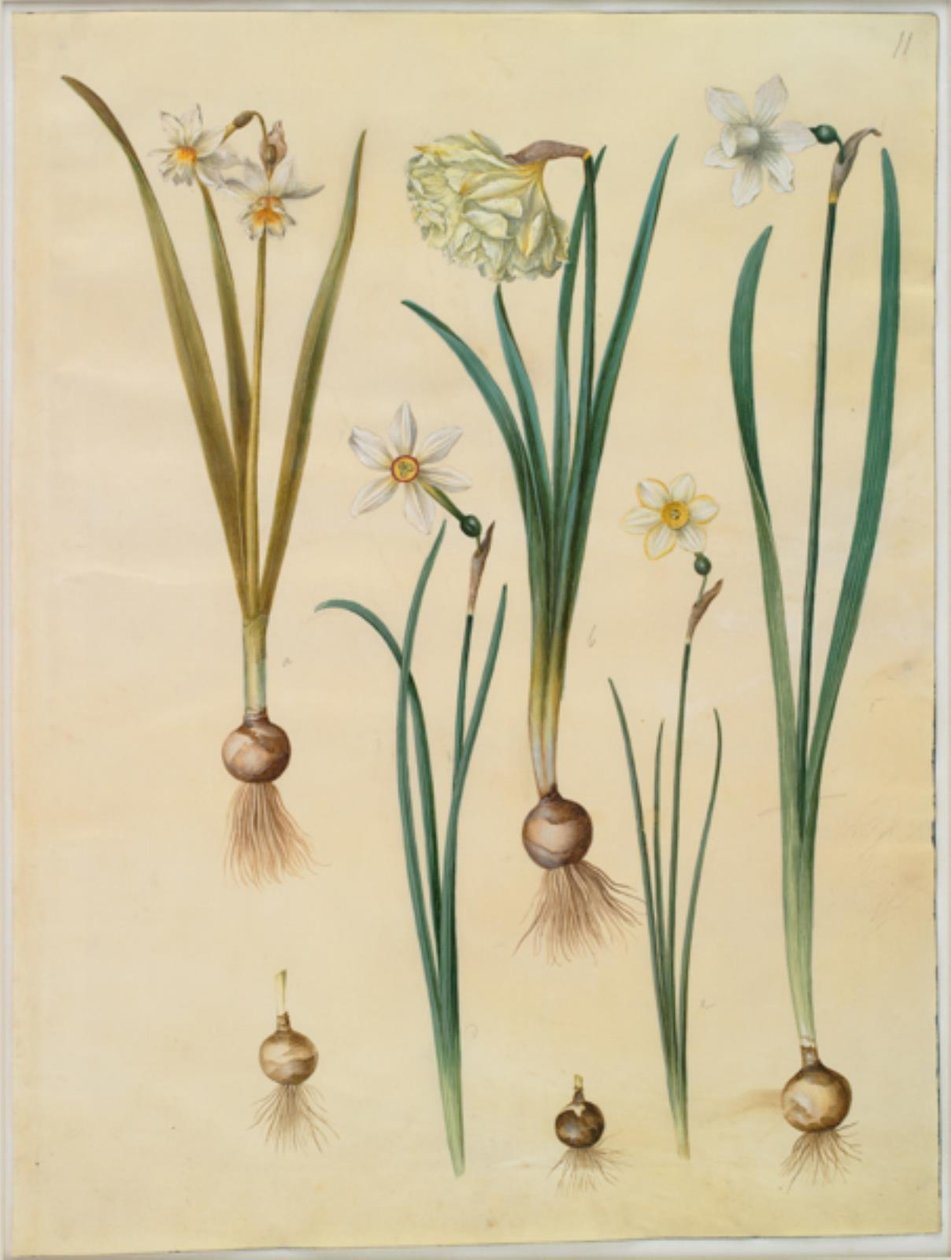 Narcissus ×mediluteus (toblomstret narcissus); Narcissus pseudonarcissus; Nárcisz (nárcisz); Költői nárcisz (pinselilje); Nárcisz × vékonyabb alkotó: Hans Simon Holtzbecker