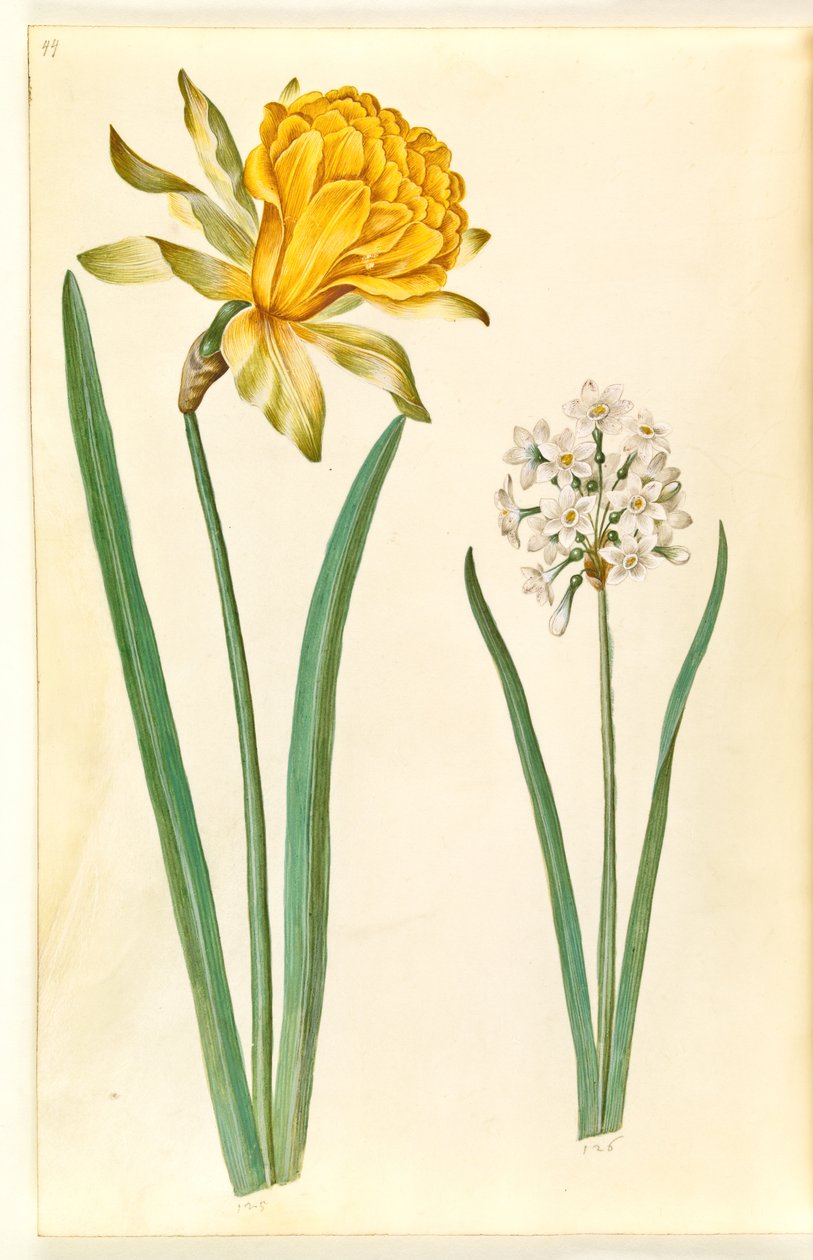 Narcissus pseudonarcissus (nárcisz); Narcissus tazetta (tazet) alkotó: Hans Simon Holtzbecker