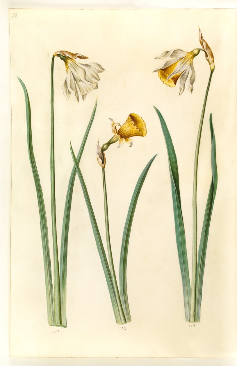 Narcissus pseudonarcissus moschatus (pézsma-nárcisz); Narcissus bulbocodium (crinoline-narcissus); Narcissus pseudonarcissus (påskelilje) alkotó: Hans Simon Holtzbecker