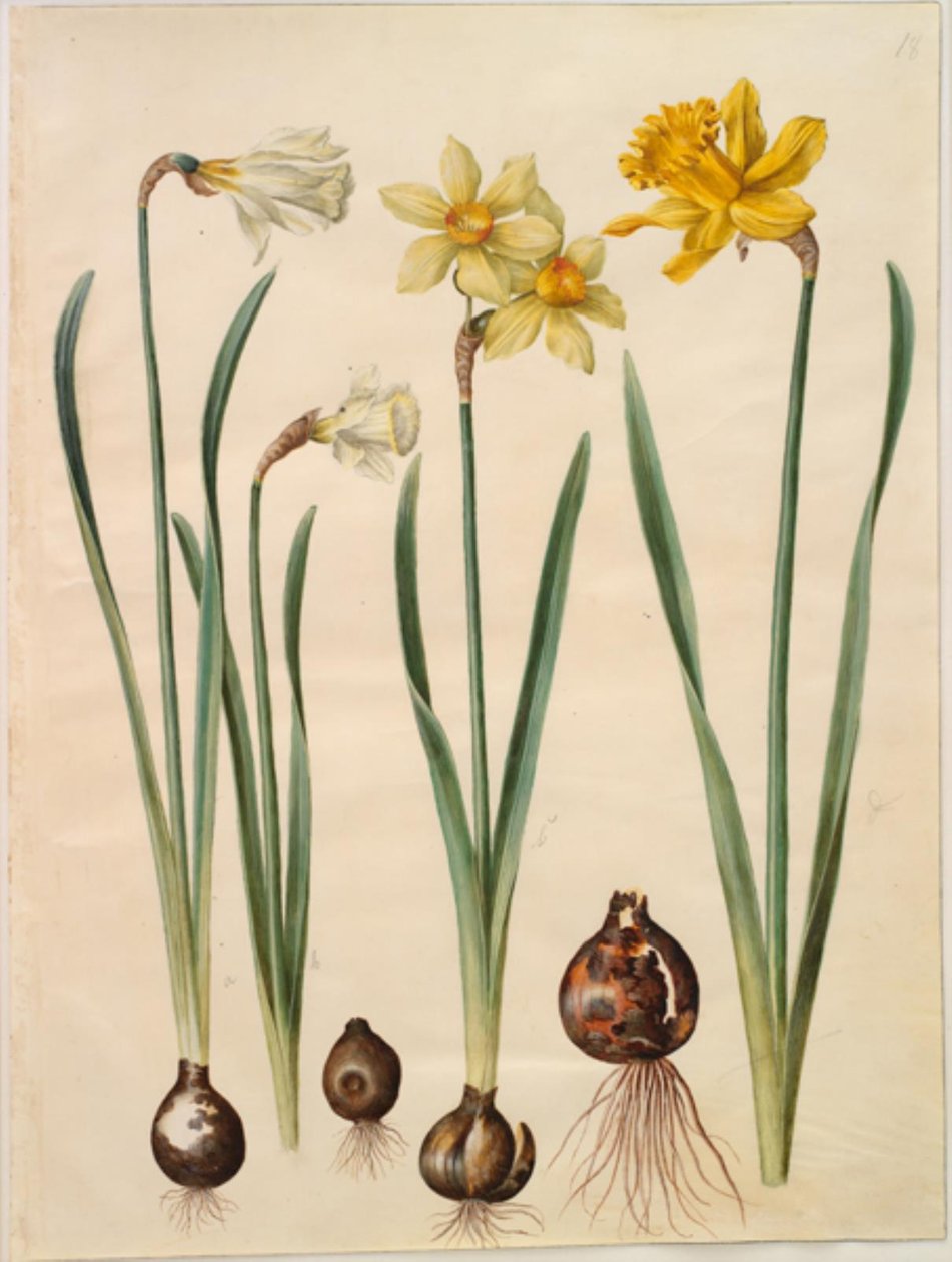 Narcissus pseudonarcissus moschatus (pézsma-nárcisz); Narcissus ×mediluteus (toblomstret narcissus); Narcissus pseudonarcissus major (stor påskelilje) alkotó: Hans Simon Holtzbecker