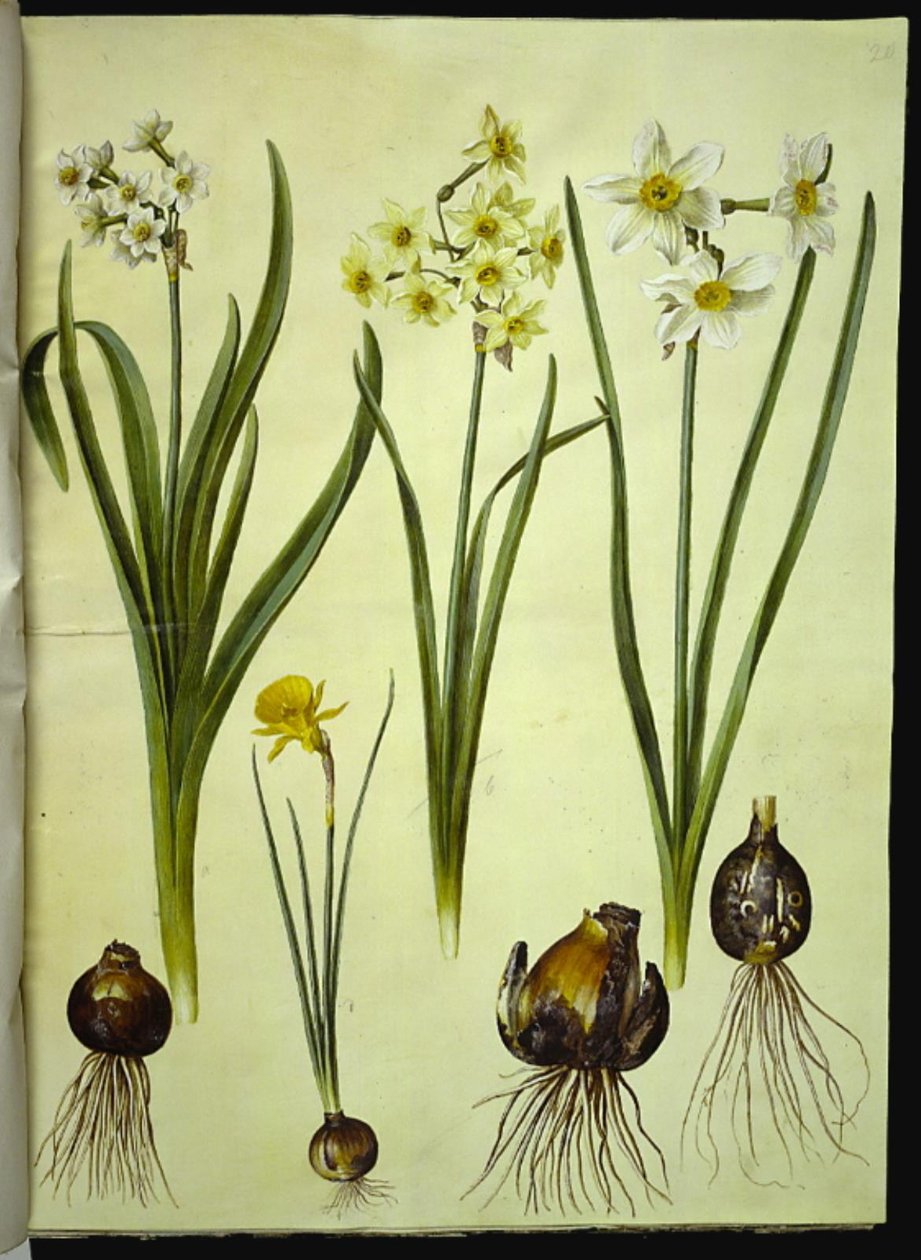 Narcissus tazetta (tazet); Narcissus ×medioluteus (toblomstret narcis); Narcissus bulbocodium (krinoline-narcis) alkotó: Hans Simon Holtzbecker