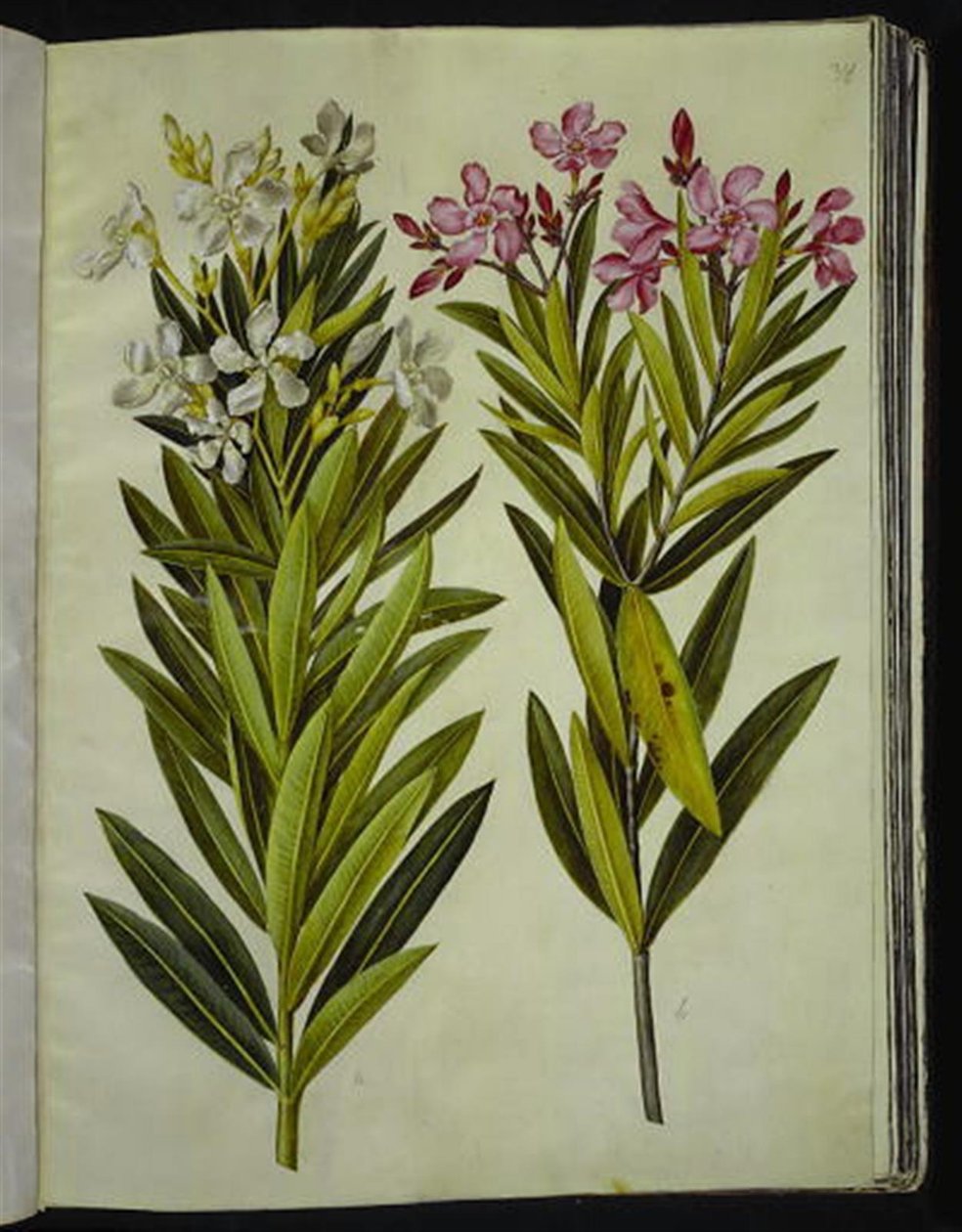 Nerium oleander (nerie) alkotó: Hans Simon Holtzbecker
