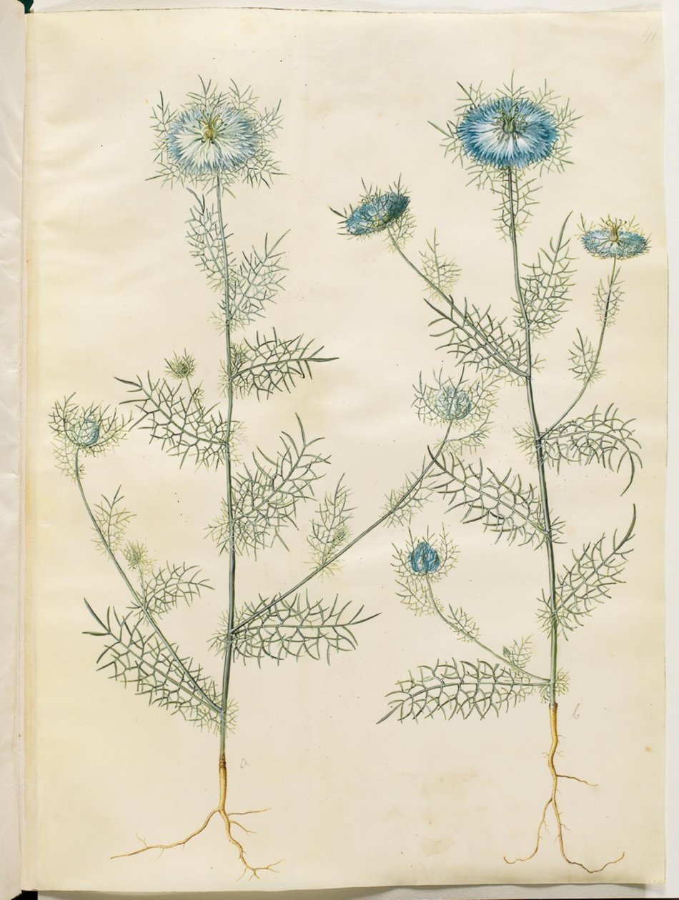 Nigella damascena (szűz a zöldben) alkotó: Hans Simon Holtzbecker