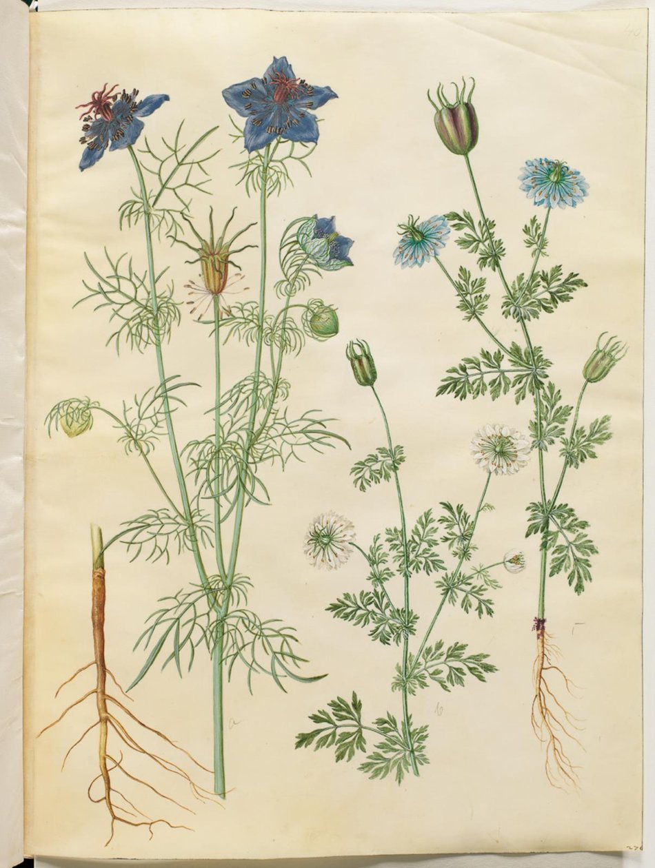Nigella hispanica (ördög a bokorban); Nigella sativa (fekete kömény) alkotó: Hans Simon Holtzbecker