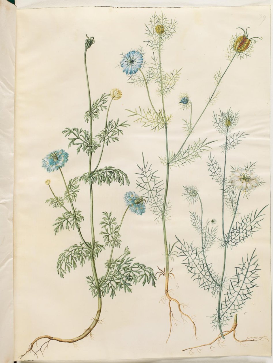 Nigella sativa (fekete kömény); Nigella damascena (szűz a zöldben) alkotó: Hans Simon Holtzbecker