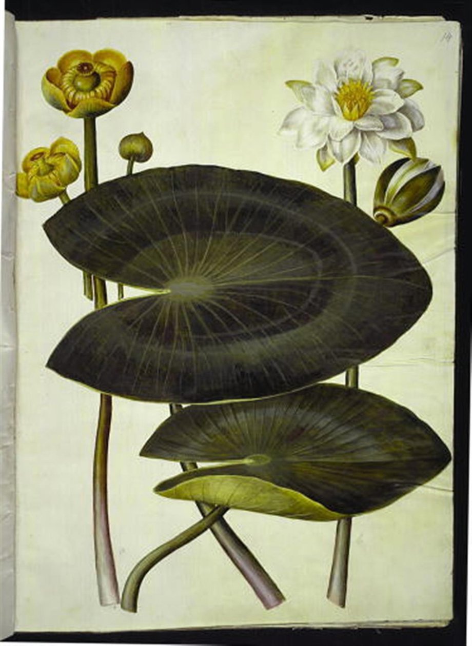 Nuphar lutea (sárga tavirózsa); Nymphaea alba (fehér tündérrózsa) alkotó: Hans Simon Holtzbecker