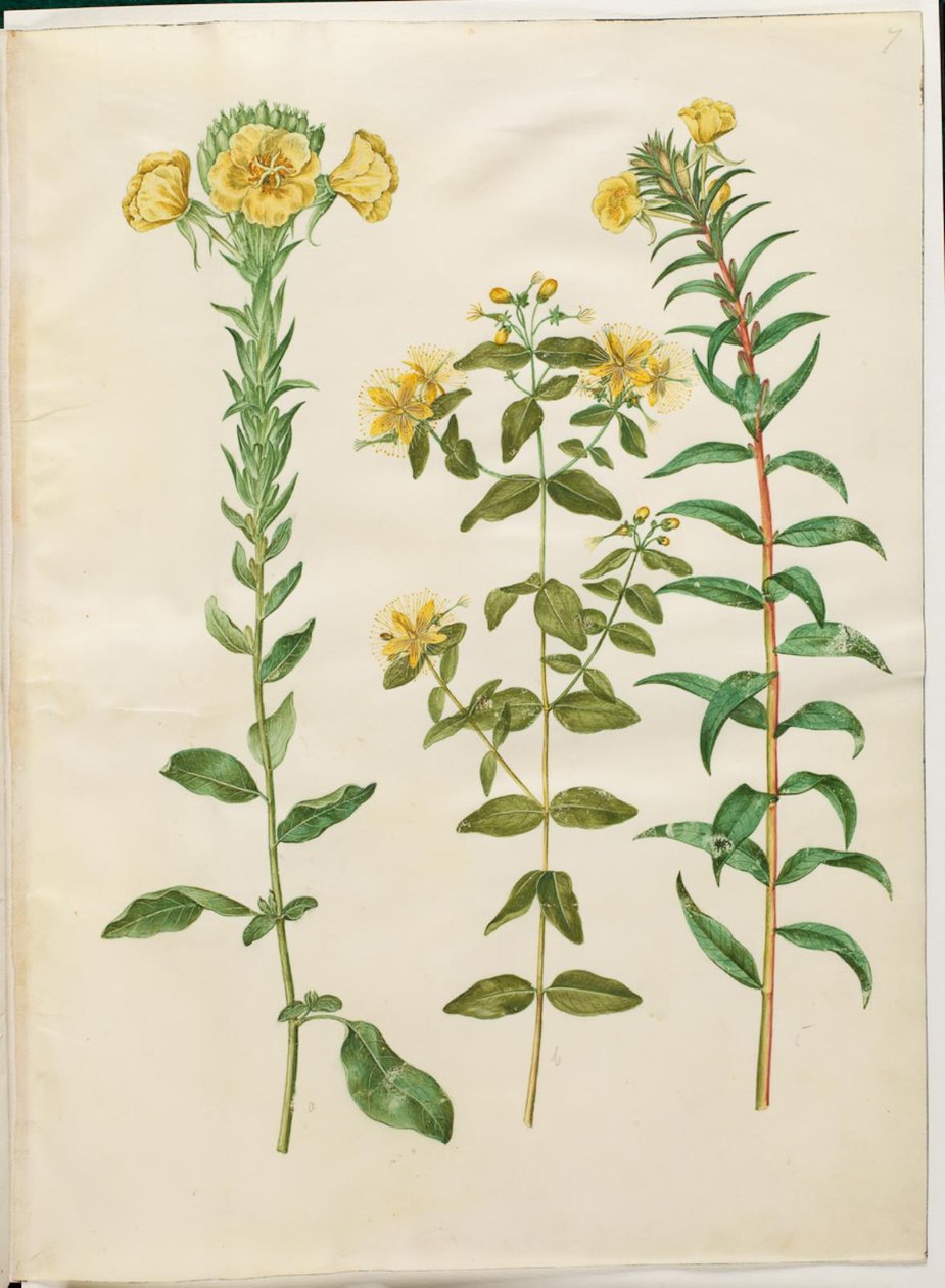 Oenothera biennis (kétéves ligetszépe); Hypericum hircinum (büdös orbáncfű); Oenothera rubricaulis (piros gyümölcsű ligetszépe) alkotó: Hans Simon Holtzbecker