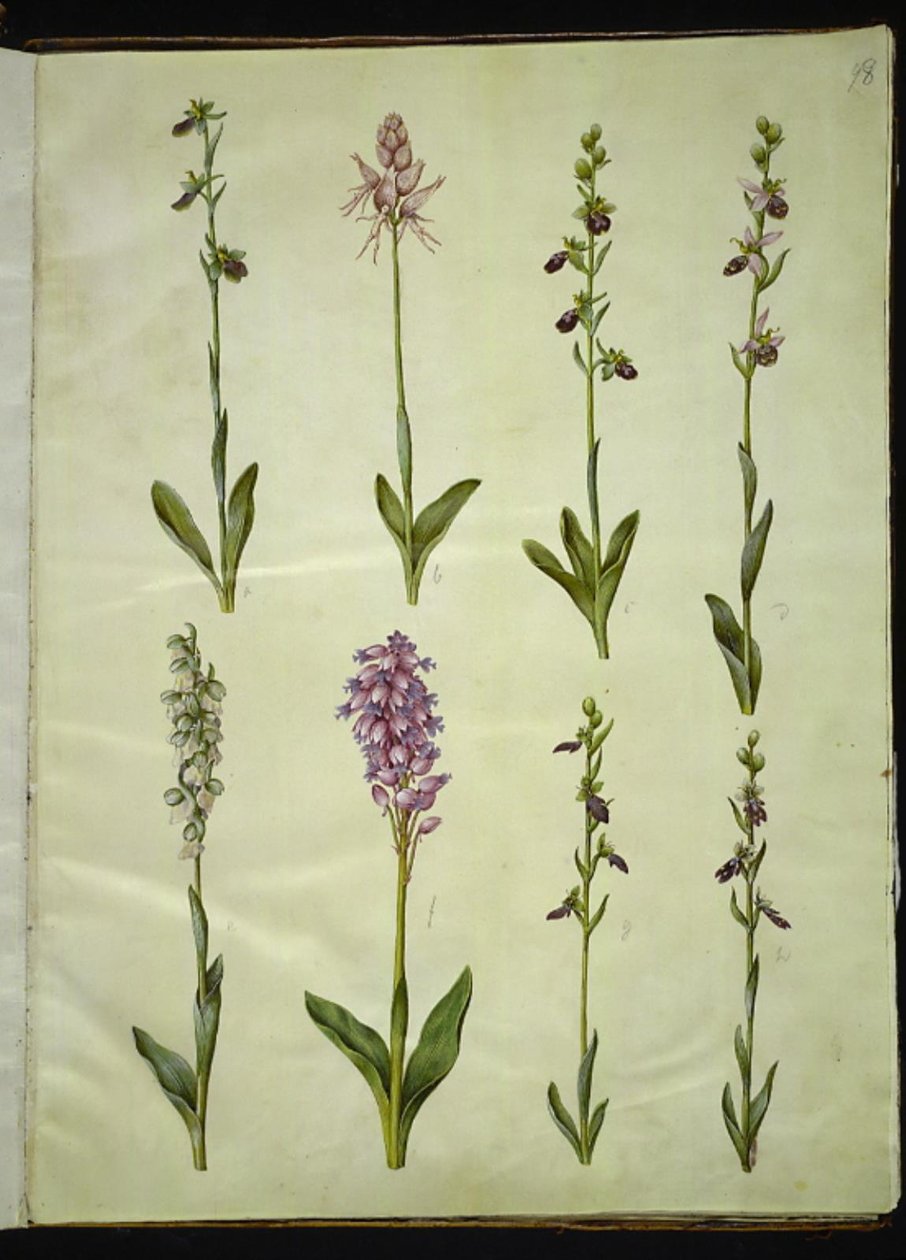 Ophrys apifera vagy Ophrys sphegodes (méhlegyvirág vagy korai légyvirág); "Orchis simia" (fantáziavirág); Ophrys apifera (légyvirág); Orchis (kakukkfű); Orchis militaris (lovagkakukkfű); Ophrys insectifera (közönséges légyvirág) alkotó: Hans Simon Holtzbecker