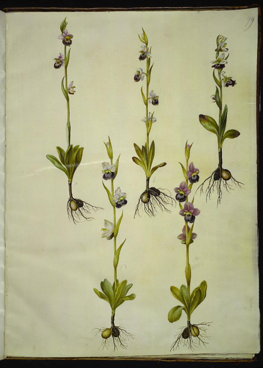 Ophrys fuciflora (drone-flueblomst) alkotó: Hans Simon Holtzbecker
