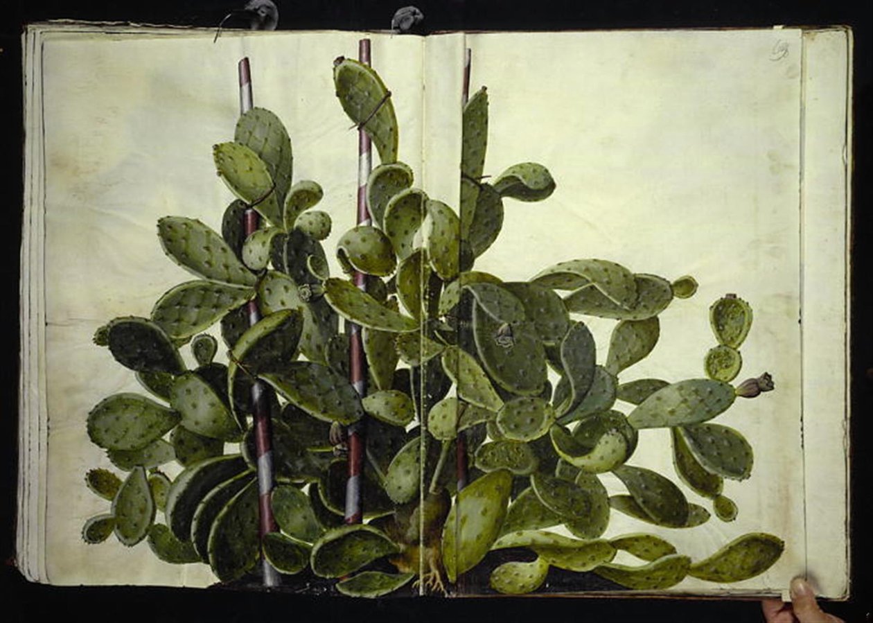 Opuntia ficus-indica, Opuntia humifusa vagy Opuntia monacantha (art af figenkaktus) alkotó: Hans Simon Holtzbecker