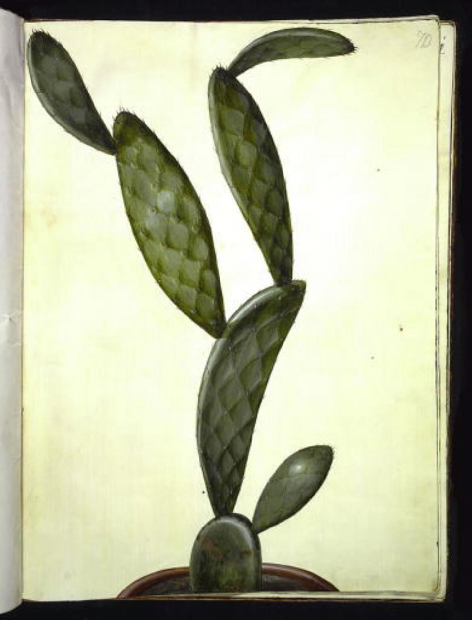 Opuntia monacantha alkotó: Hans Simon Holtzbecker