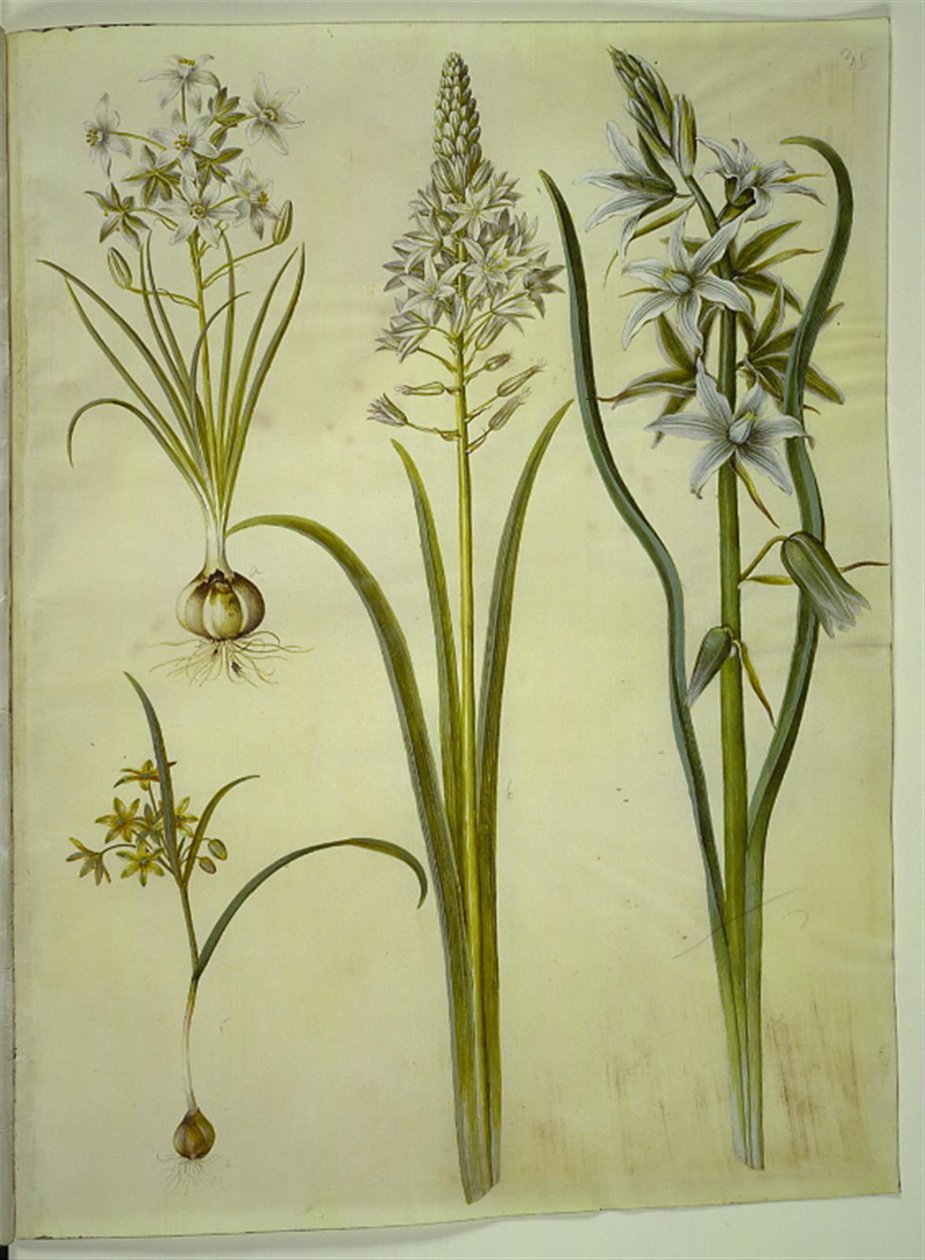 Ornithogalum umbellatum (diétás madártej); Ornithogalum pyramidale (piramis madártej); Gagea lutea (közönséges aranycsillag); Ornithogalum nutans (bólogató madártej) alkotó: Hans Simon Holtzbecker
