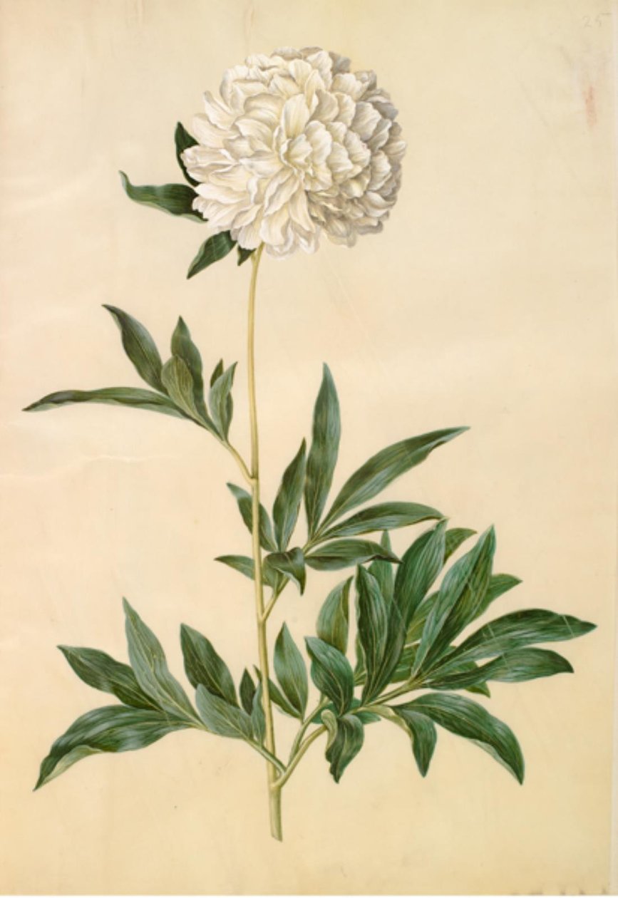 Paeonia lactiflora (selyempeon) alkotó: Hans Simon Holtzbecker