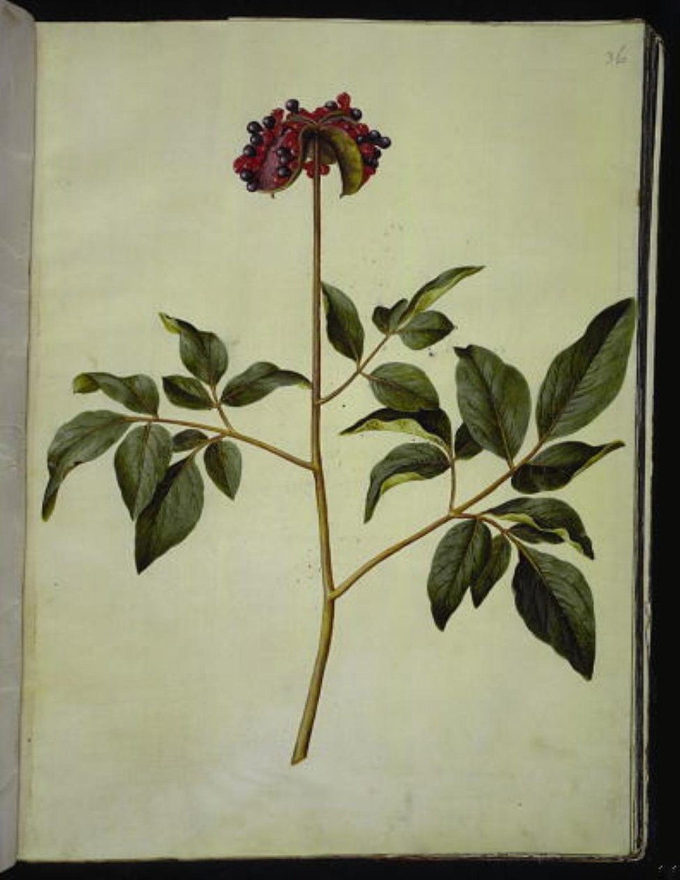 Hím bazsarózsa (rózsavirág) alkotó: Hans Simon Holtzbecker