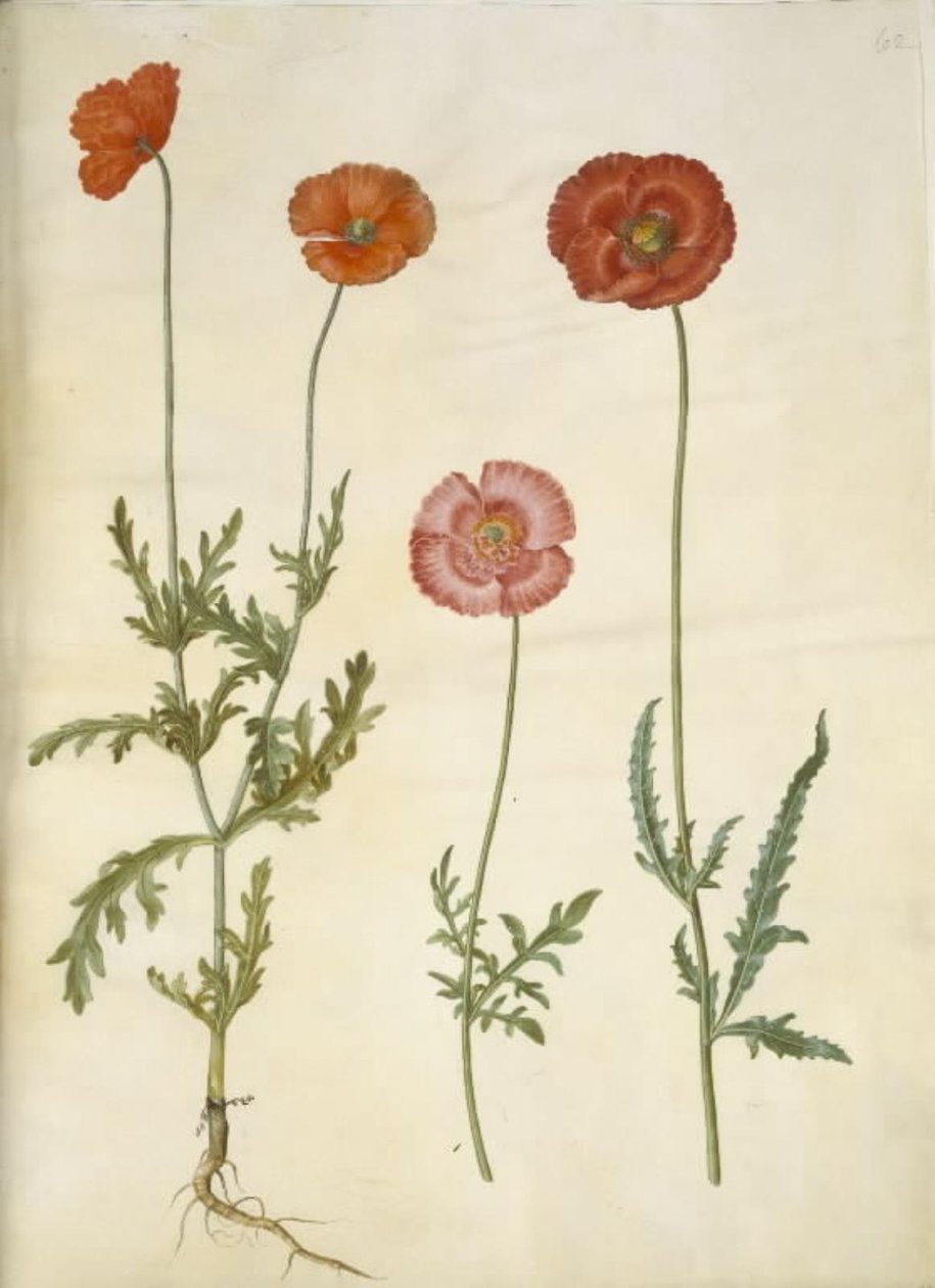 Papaver dubium (kerítés mák); Papaver rhoeas (szemes mák) alkotó: Hans Simon Holtzbecker