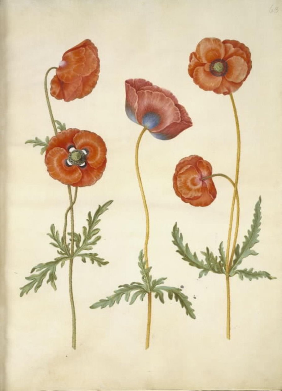 Papaver rhoeas (szemes mák) alkotó: Hans Simon Holtzbecker