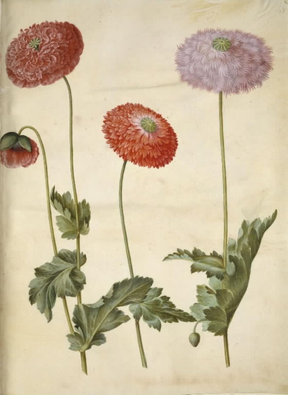 Ópium mák (ópium mák) alkotó: Hans Simon Holtzbecker