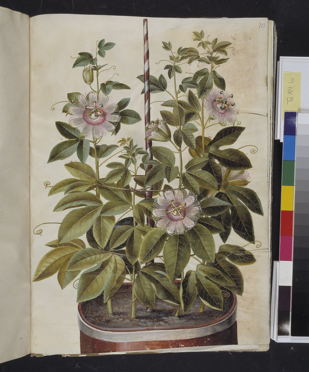 Passiflora incarnata (szenvedélyvirágzás) alkotó: Hans Simon Holtzbecker