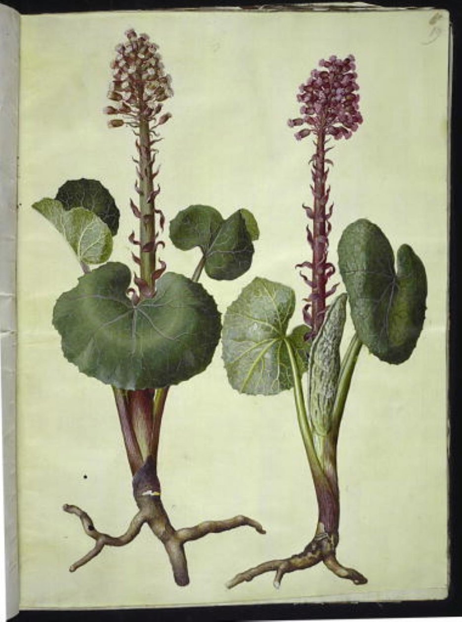 Petasites hybridus (piros patkó) alkotó: Hans Simon Holtzbecker