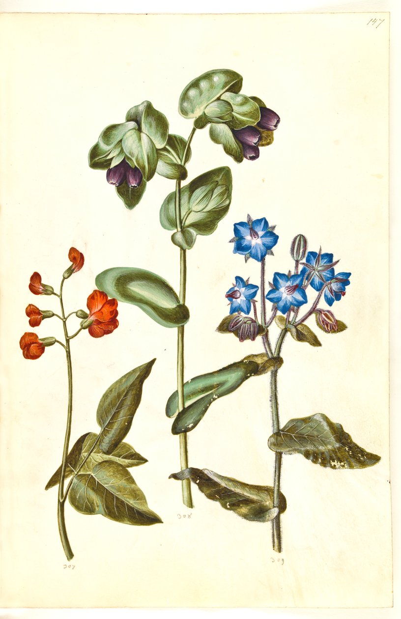 Phaseolus coccineus (büszkélkedő bab); Cerinthe major (nagy viaszfű); Borago officinalis (közönséges borágó) alkotó: Hans Simon Holtzbecker